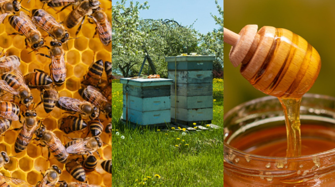 Collage che mostra api sul favo, arnie colorate in un prato fiorito e miele dorato che cola da uno spargimiele in un vasetto