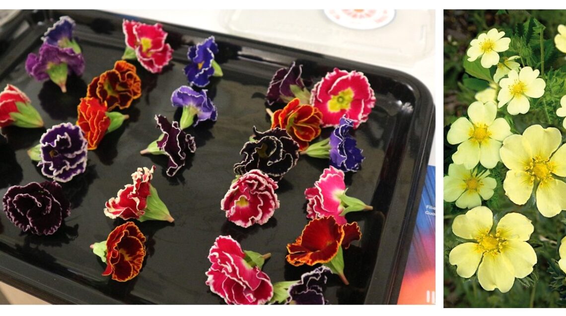 Composizione di fiori di primula multicolore su un vassoio nero e dettaglio di fiori di primula gialla in natura