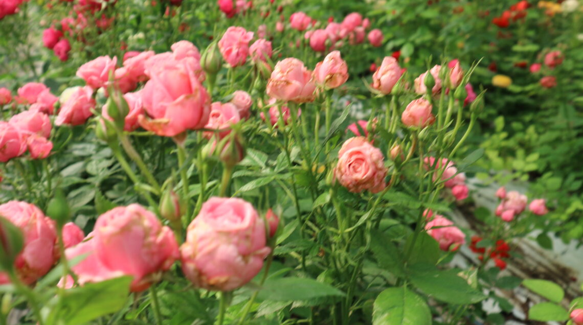 Campo di rose rosa in bocciolo coltivate in serra.