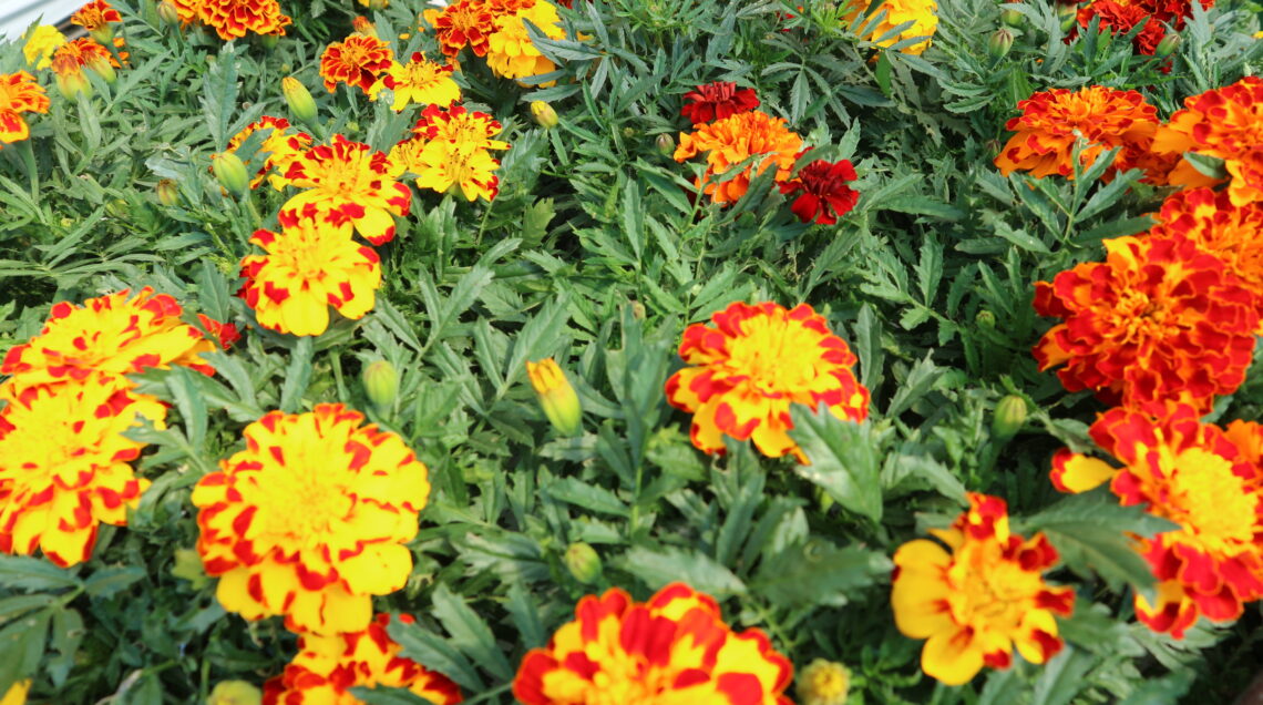 Cespuglio di fiori di tagete con petali striati di rosso, arancione e giallo tra foglie verdi. 