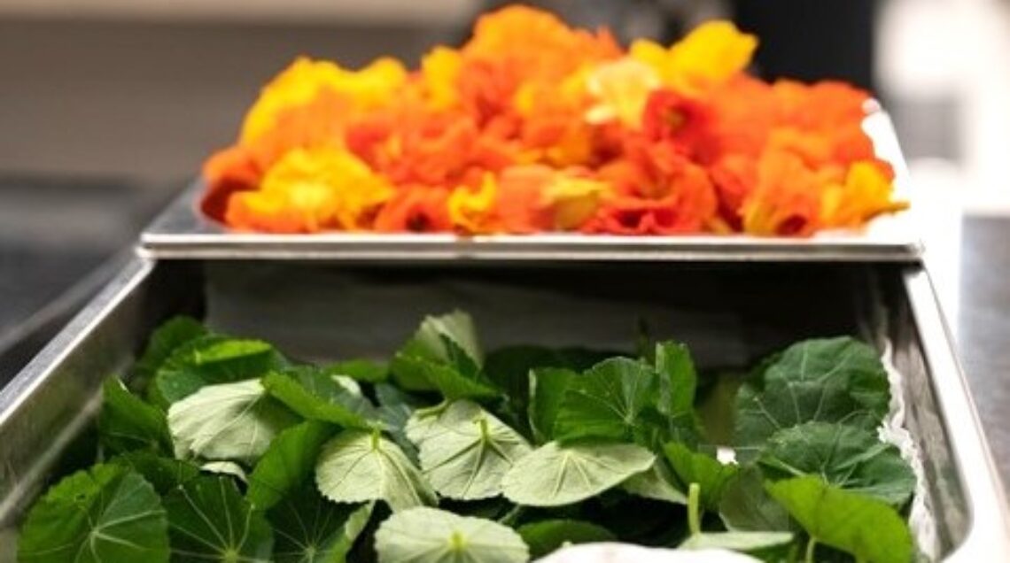 Fiori di nasturzio arancioni e gialli in un vassoio di metallo accanto alle loro foglie verdi tonde. 