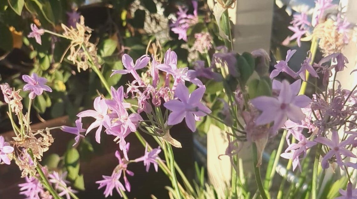 Fiori lilla di Tulbaghia violacea con steli lunghi e sottili sotto la luce del sole. 