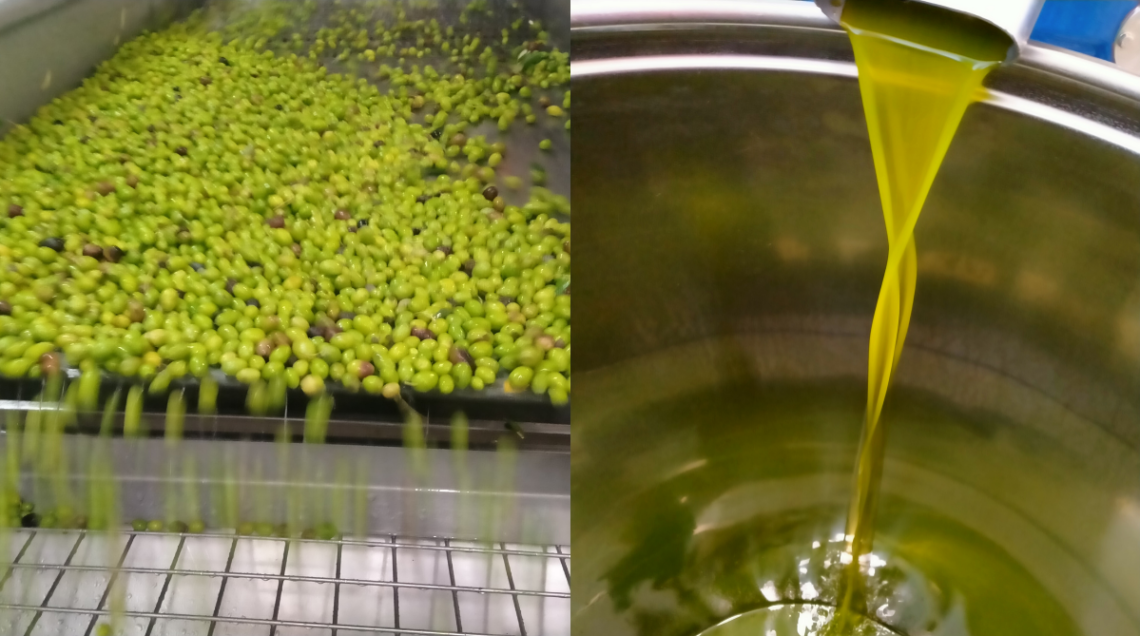 Collage che mostra olive verdi su un nastro trasportatore e olio nuovo versato in un contenitore