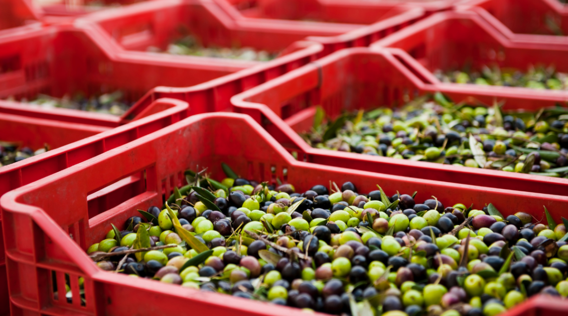 Panoramica di cassette rosse impilate piene di olive appena raccolte in attesa di lavorazione.