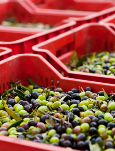 Panoramica di cassette rosse impilate piene di olive appena raccolte in attesa di lavorazione.