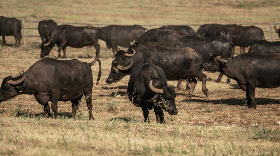Mandria di bufale nere al pascolo in un campo aperto presso l'Azienda Agricola San Salvatore