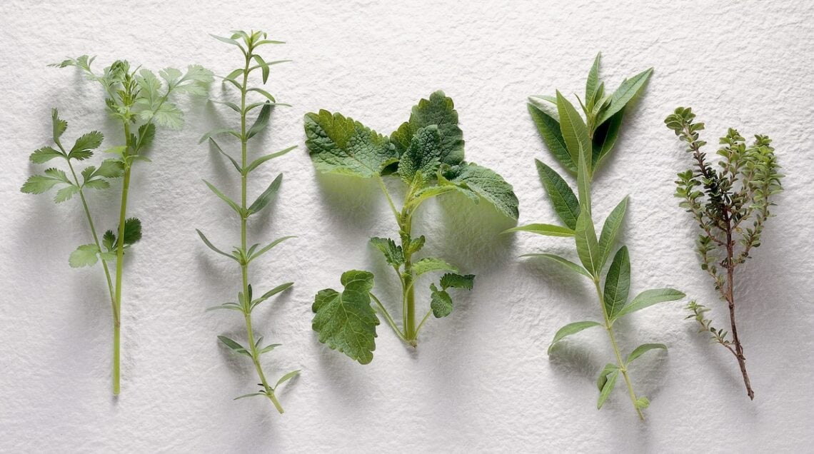 rametto di erbe aromatiche fresche