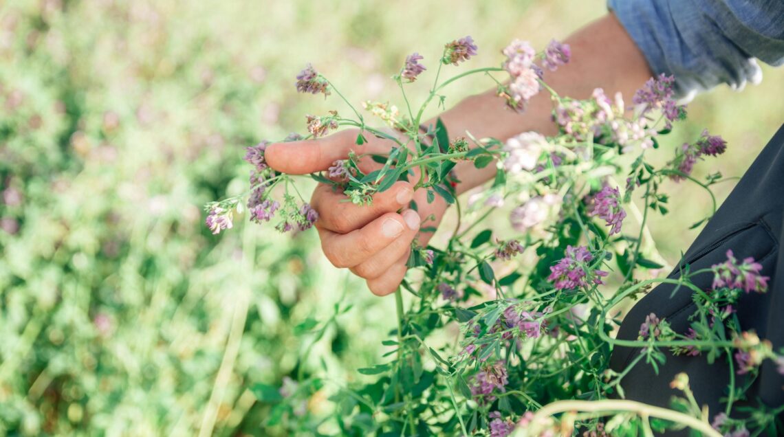 Un agricoltore che esamina delicatamente i piccoli fiori viola di una pianta di erba medica in pieno campo.