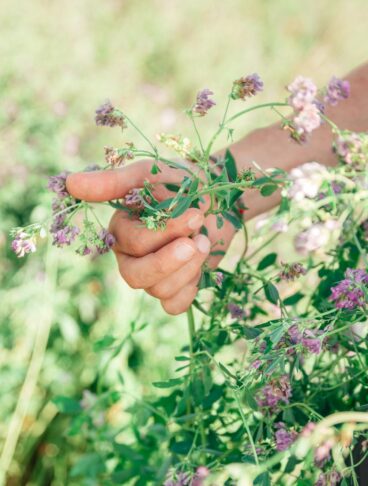 Un agricoltore che esamina delicatamente i piccoli fiori viola di una pianta di erba medica in pieno campo.