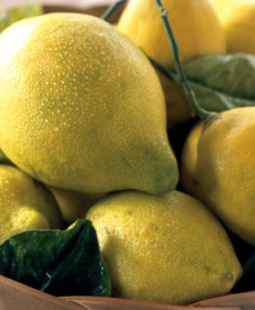 Un cesto di vimini colmo di limoni gialli e verdi appena raccolti, con foglie ancora attaccate ai rami.
