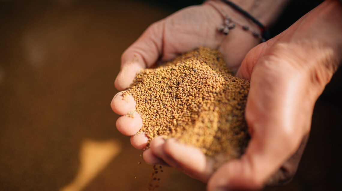 Mani che sorreggono una generosa manciata di piccoli semi di erba medica di colore dorato e marrone chiaro