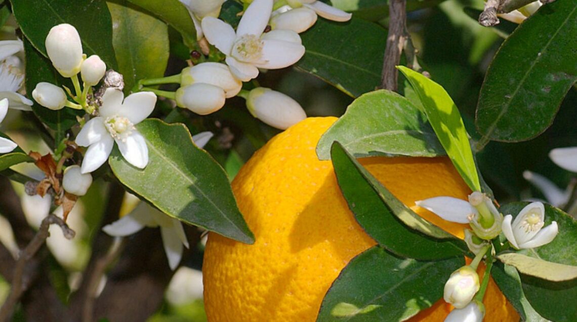 Ramo di albero con fiori d'arancio e una grossa arancia. Fare l'acqua di zagara &egrave; pi&ugrave; cpmplesso rispetto all'acqua di rose