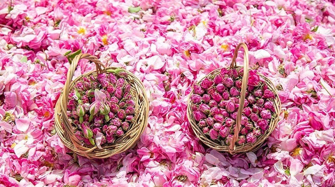 due cestini di petali di rosa di damasxo dopo la raccolta, per preparare l'acqua di rose