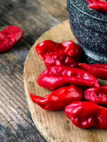 Il piccolo e rosso Bhut Jolokia indiano, tra i peperoncini più piccanti. In primo piano e in una ciotola