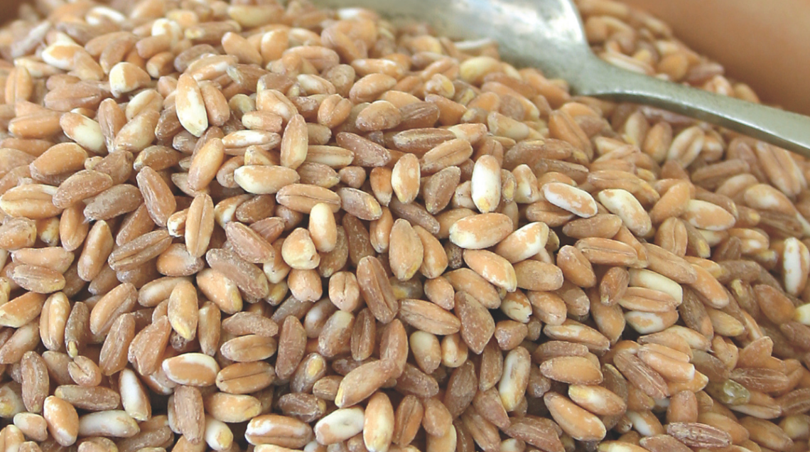 close up su grani di farro