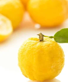 Frutti di yuzu interi e uno tagliato a metà su sfondo bianco luminoso; in primo piano un frutto giallo con buccia irregolare e una foglia verde attaccata al picciolo.
