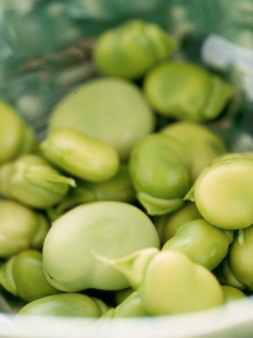 Tante fave fresche sgusciate in una ciotola colorata di verde all'interno