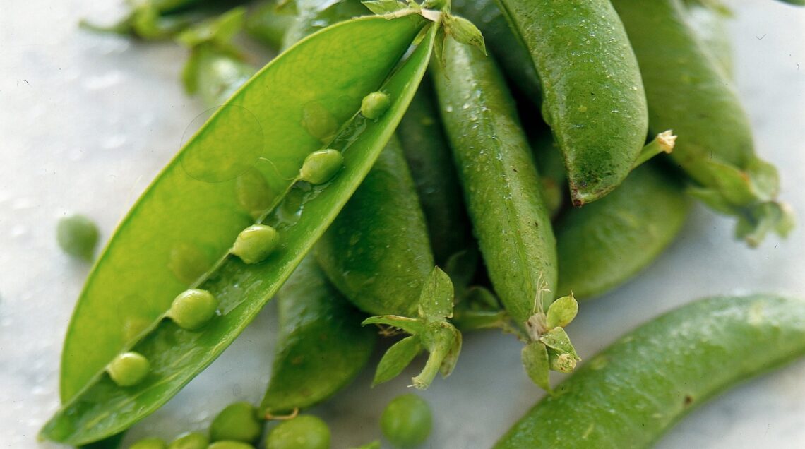 In primo piano, baccelli di piselli novelli, delicati e gustosi, i pi&ugrave; adatti per cucinare il piatto veneziano di Risi e Bisi