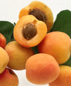 armelline nel nocciolo delle albicocche