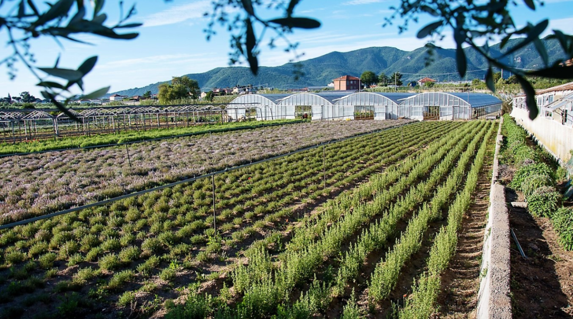 Grandi campi regolari coltivati a erbe aromatiche allineate in filari all'aperto, affiancati da ampie strutture di serre agricole bianche con colline e montagne sullo sfondo sotto un cielo sereno.