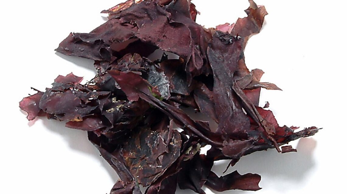 Alga dulse
