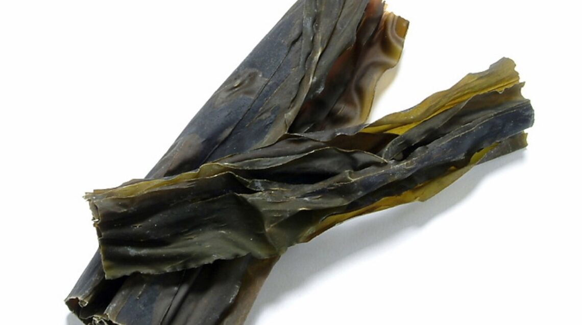 alghe kombu