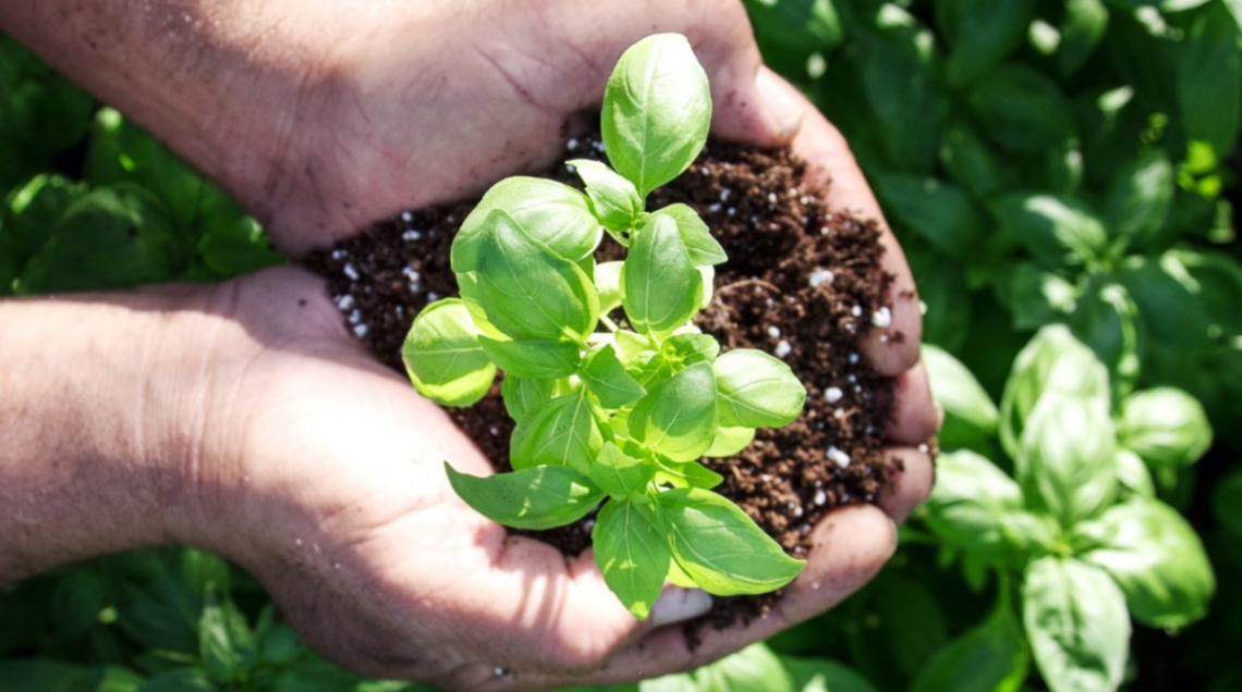 Mani nodose di un agricoltore che sorreggono con cura una giovane e verdeggiante piantina di basilico con le radici immerse nel terriccio scuro, su uno sfondo di altre piante di basilico sfocate.
