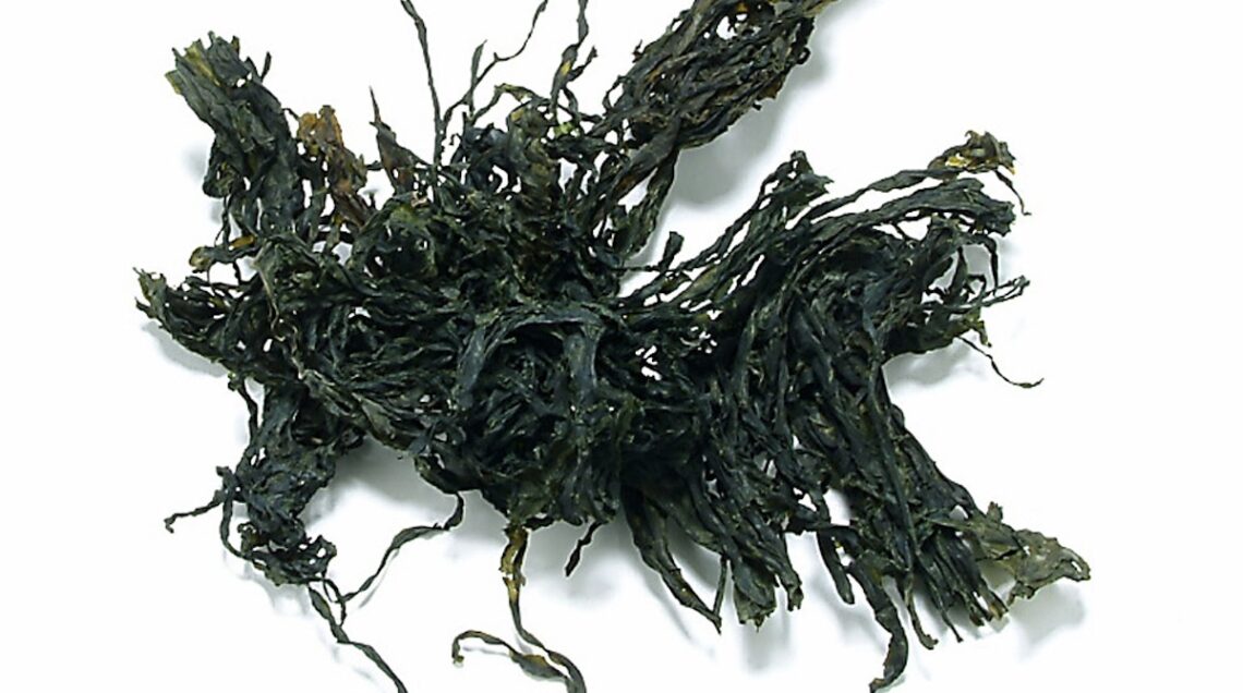 alghe wakame