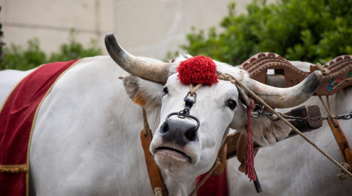 Bufala campana durante una festa del Patrono, con un anello al naso e decorata con nastri e pom.pom rossi per l'occasione