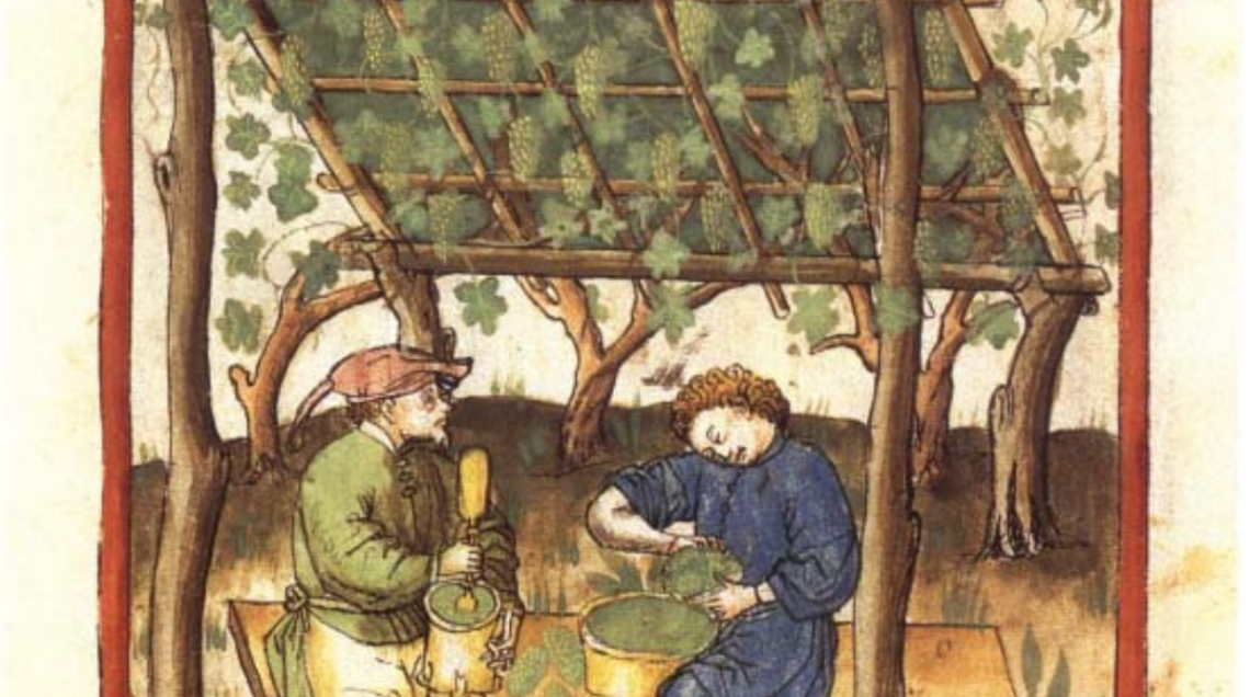 illustrazione colorata di un manoscritto del XV secolo che mostra due uomini che pigiano uva seduti sotto una pergola piena di grappoli verdi - agresto