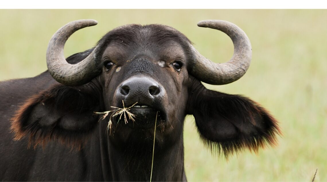 Foto ravvicinata della testa di una placida bufala dal pelo marrone che sta ruminando, con sfondo sfuocato gianno