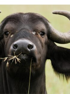Foto ravvicinata della testa di una placida bufala dal pelo marrone che sta ruminando, con sfondo sfuocato gianno