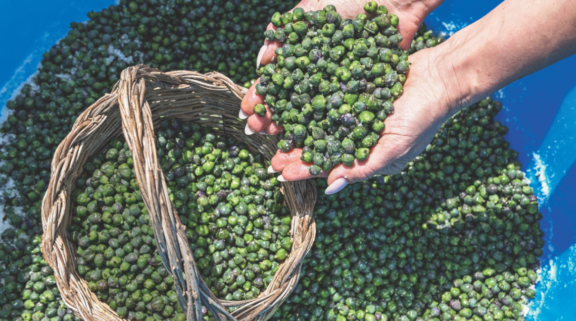 Due mani versano dei capperi in un cestino di vimini posto all'interno di un grosso contenitore