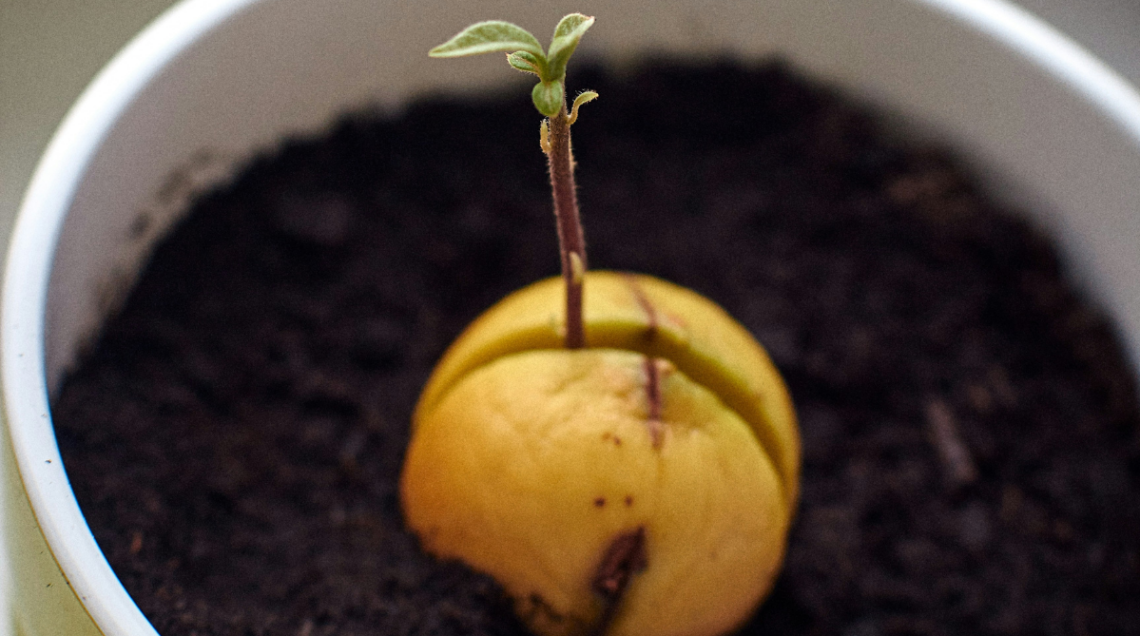 Da un nocciolo della frutta piantato nella terra sta uscendo un germoglio