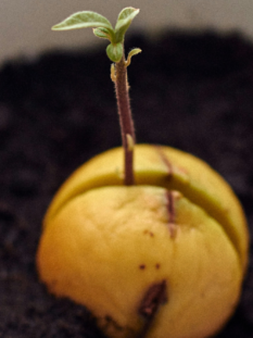 Da un nocciolo della frutta piantato nella terra sta uscendo un germoglio