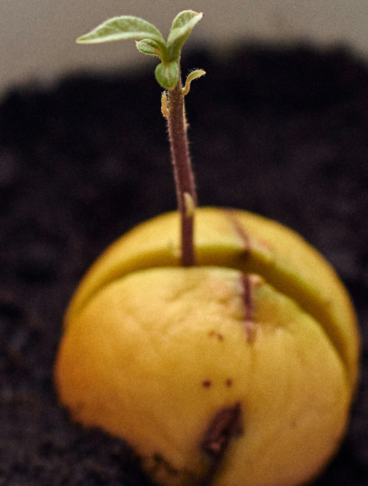 Da un nocciolo della frutta piantato nella terra sta uscendo un germoglio