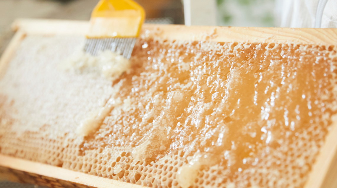 favi pieni di miele dorato, mentre un apicoltore usa un attrezzo giallo per rimuovere la cera