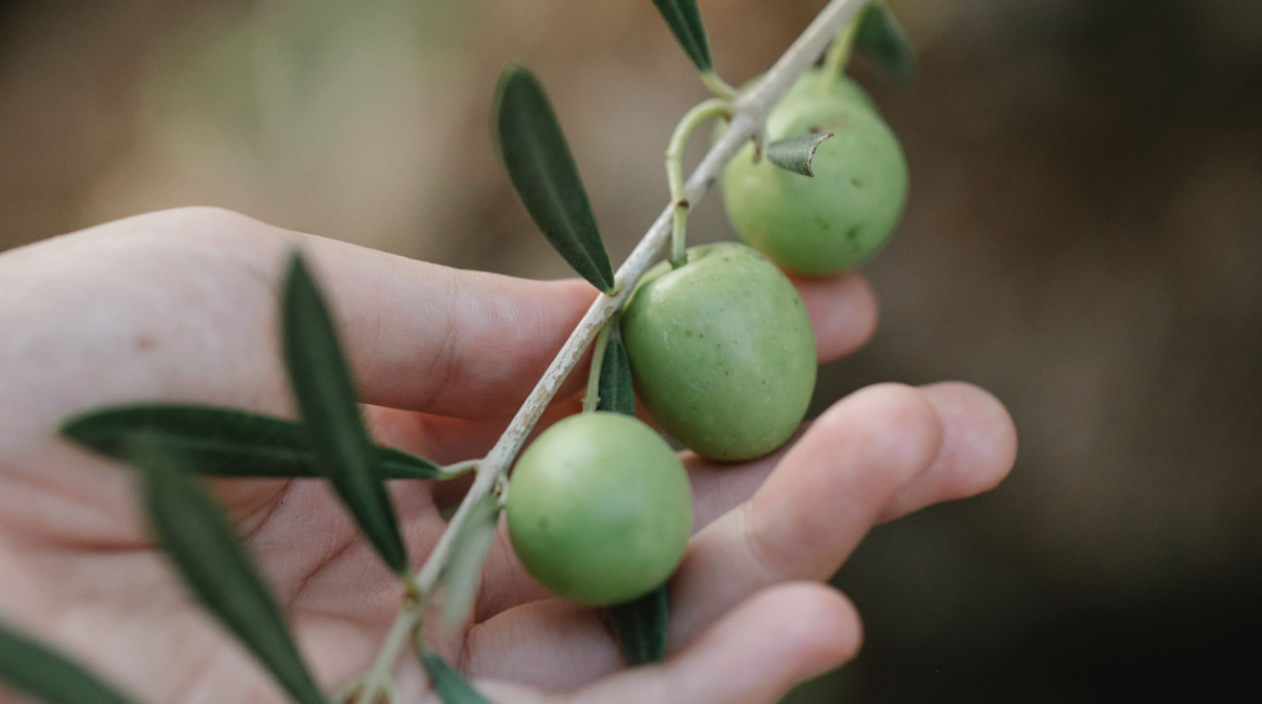 una mano tiene un ramo di olivo con tre olive attaccate