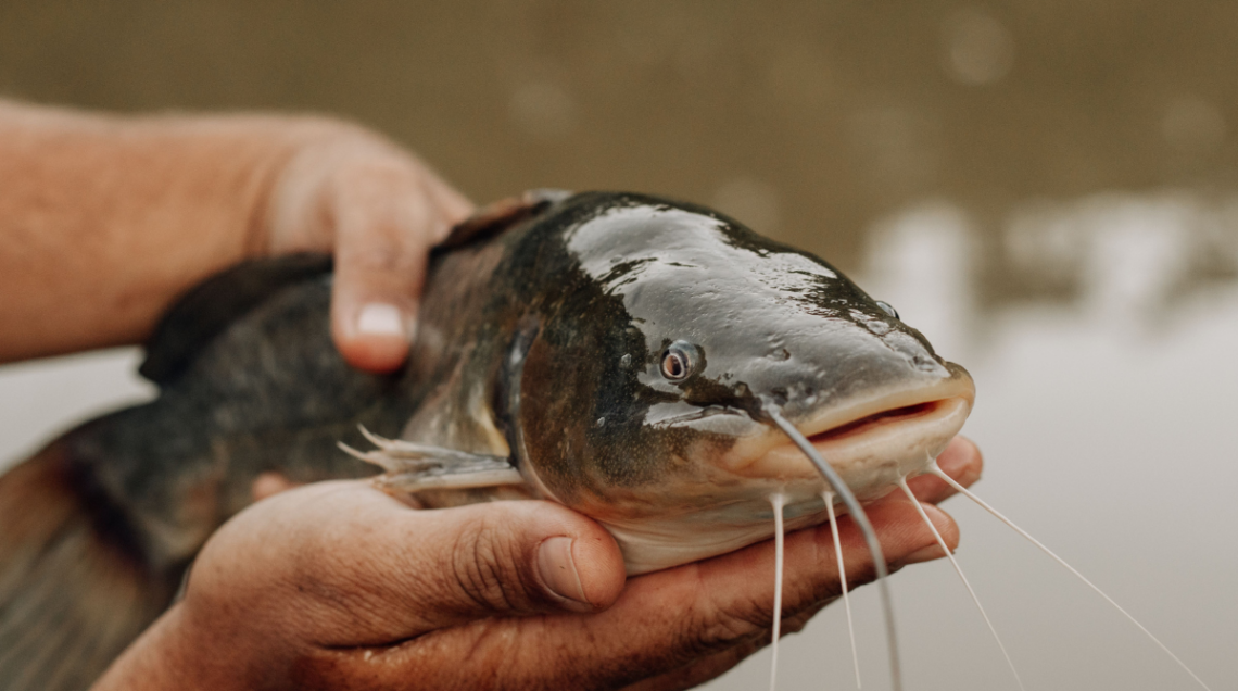 Pesce gatto tenuto tra due mani