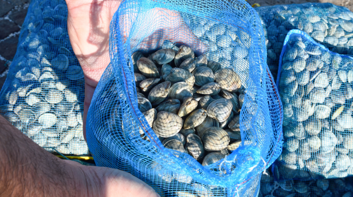 vongole locali, anche dette poveracce, appena pescate e messe all'interno di un sacchetto a rete blu, sorretto da due mani. Un'altra specialità tipica oltre al brodetto