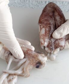 calamaro con tentacoli staccati dalla sacca