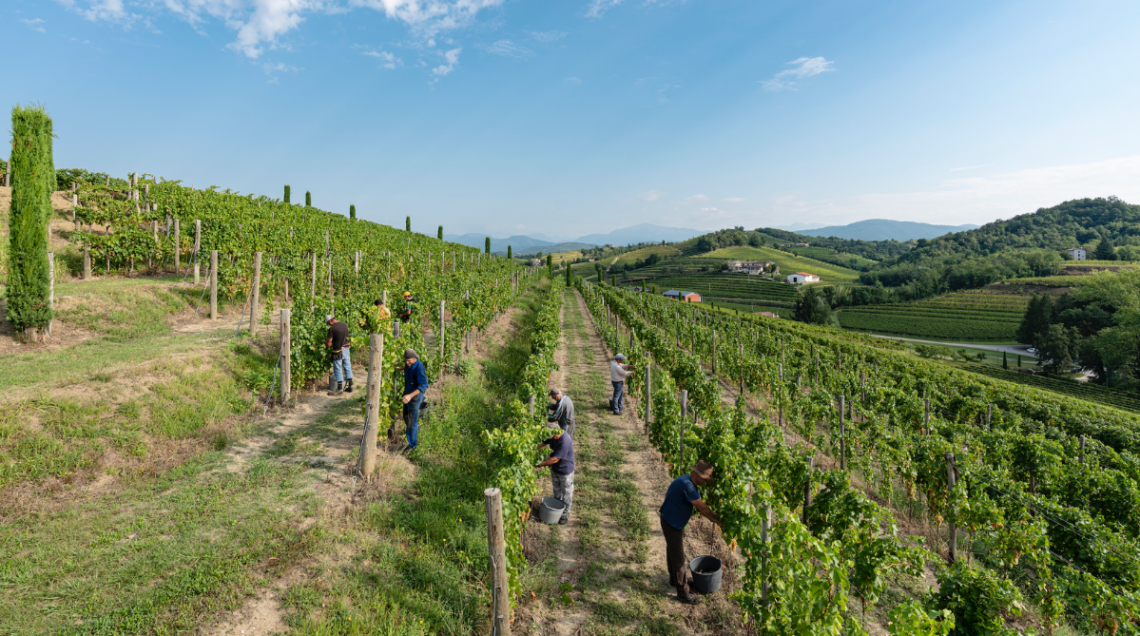 vigneti visti da lontano con persone che raccolgono l'uva