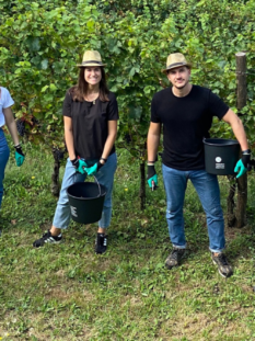 Un gruppo di cinque persone, in mezzo ai vigneti, con guanti e contenitori per raccogliere l'uva sorride alla fotocamera