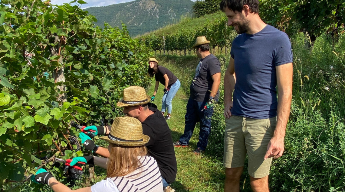 Un gruppo di persone in mezzo ai vigneti raccoglie l'uva per la vendemmia
