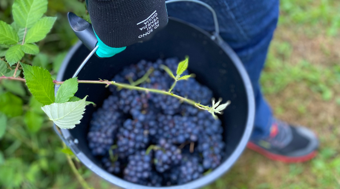 Un cesto ricco di uva scura viene tenuto in mano da qualcuno che sta vendemmiando