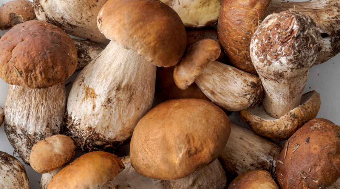 tanti funghi porcini
