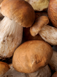 tanti funghi porcini