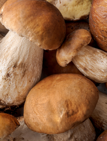 tanti funghi porcini