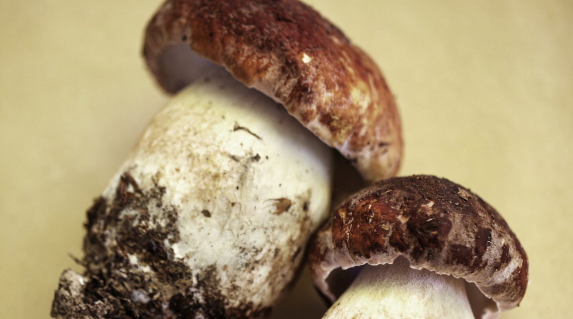 due funghi rossi
