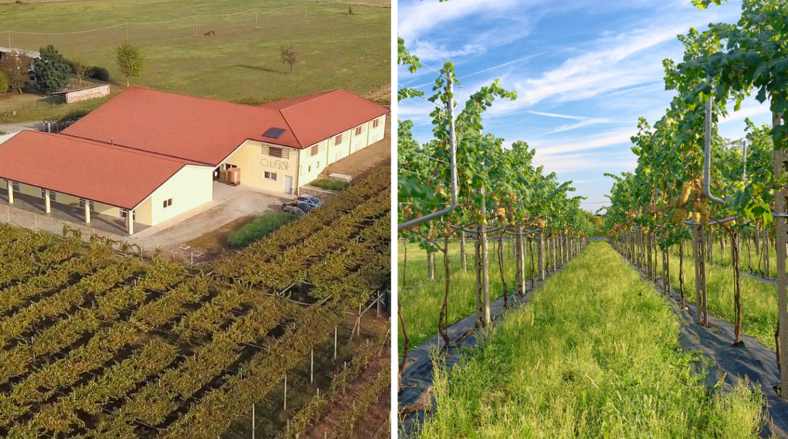 L&rsquo;azienda vinicola Ciek che ha sede in localit&agrave; Castagnola a San Giorgio Canavese e un filare di Erbaluce allevato con il nuovo metodo ideato da Remo Falconieri